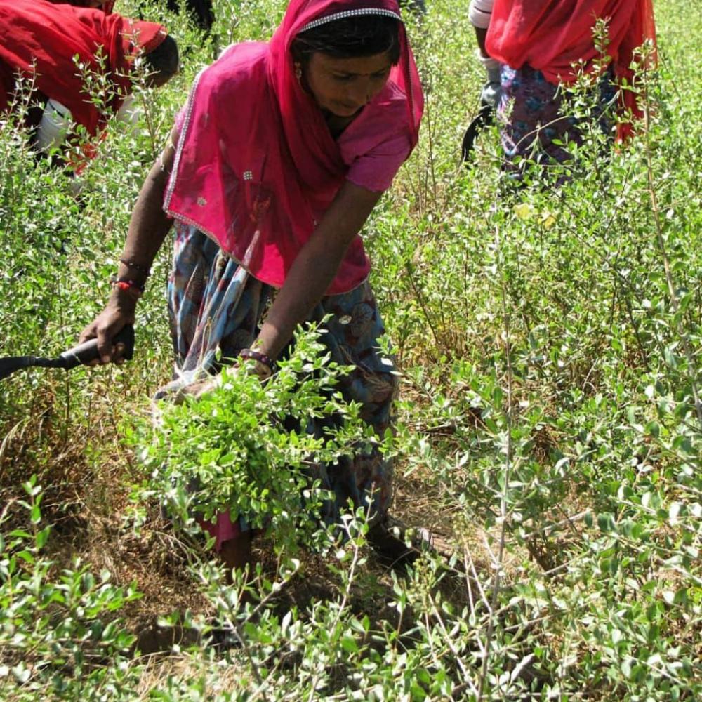 Henna manufacturer and exporter in India fresh henna leaves processing at Sojat